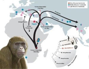 Homoiden-Ausbreitung