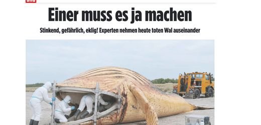 Buckelwal »Timmy«: »Bild« macht eine Wal-Obduktion zum KI-Tatort