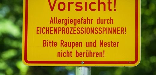Eichenprozessionsspinner: Umweltminister hält Gifteinsatz für möglich