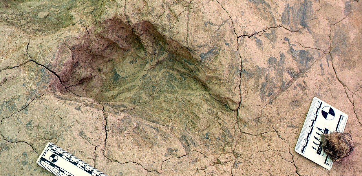 1,4 Millionen Jahre alte Vormenschen-Fußspuren enthüllen Überraschendes