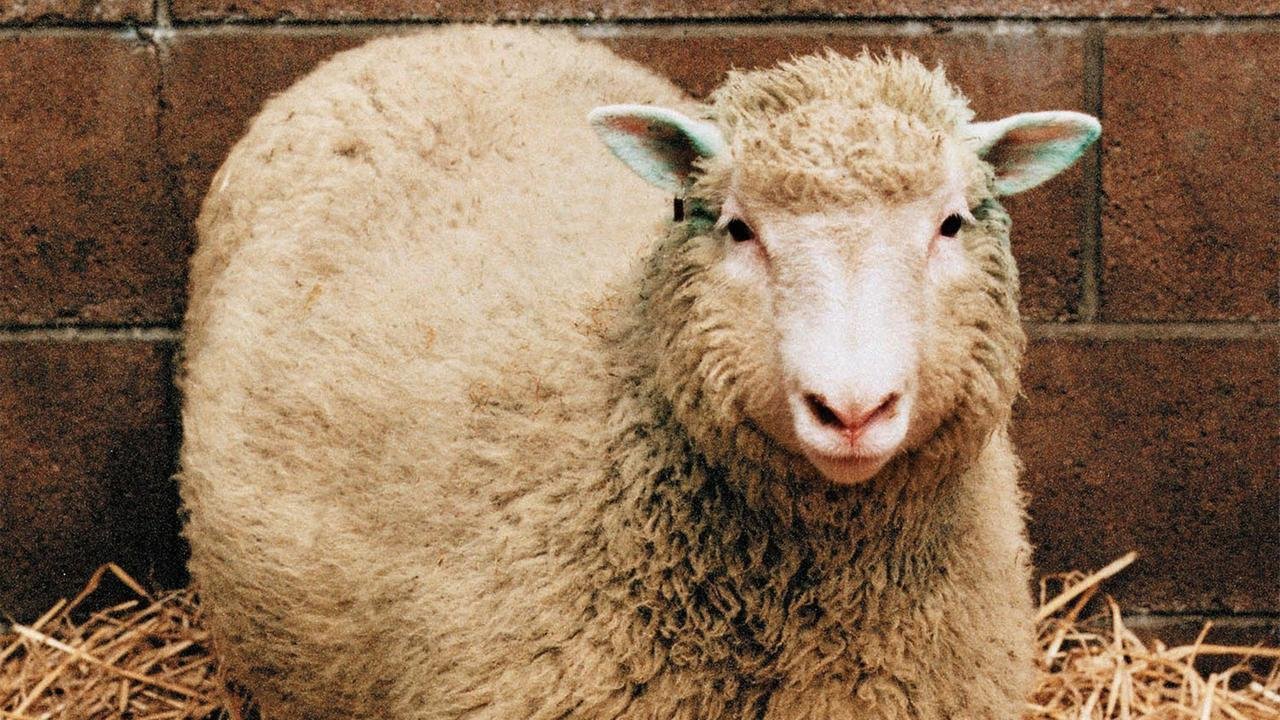 30 Jahre nach "Dolly": Wie das Klonschaf die Forschung veränderte