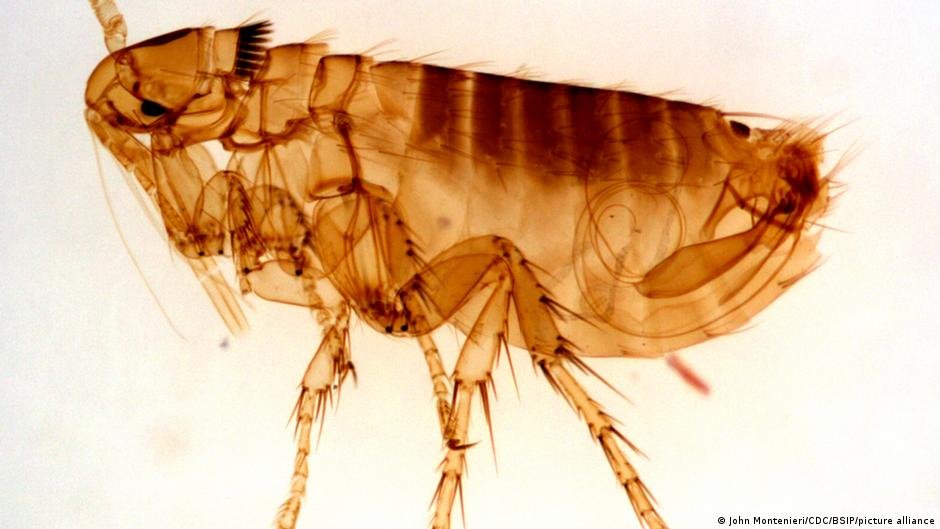 Die Pest – heute genauso gefährlich wie im Mittelalter