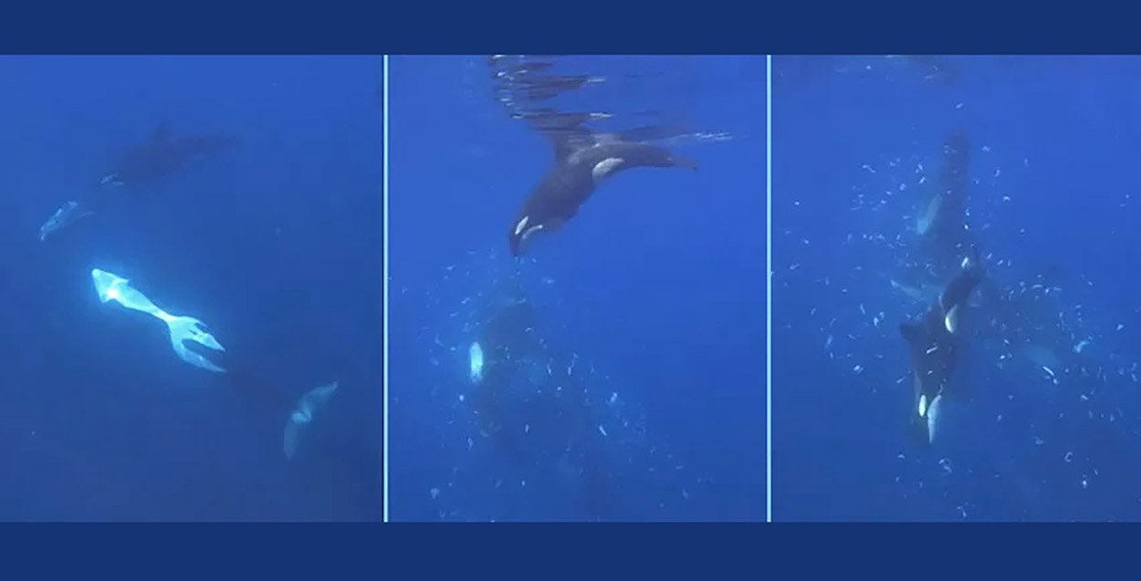 Orcas lassen Mondfische zerplatzen – zum Spaß?