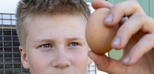 Rassehühner: Elfjähriger Züchter berichtet – »Viele denken, die Henne brütet das Ei aus«