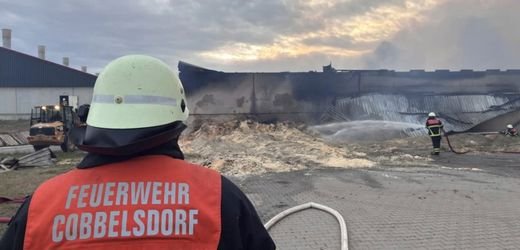 Sachsen-Anhalt: 20.000 Schweine sterben bei Großbrand in Schweinestall