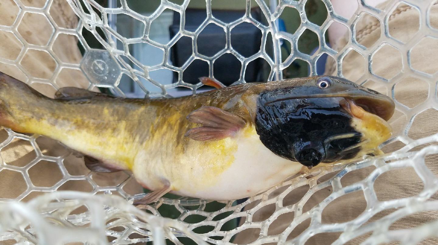 Übertragbare Krebsart bei Fischen entdeckt