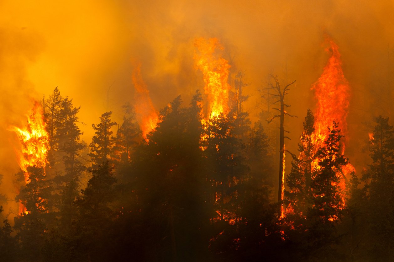 Waldbrände: Häufiger, heftiger, gefährlicher? Waldbrände: Häufiger, heftiger, gefährlicher?