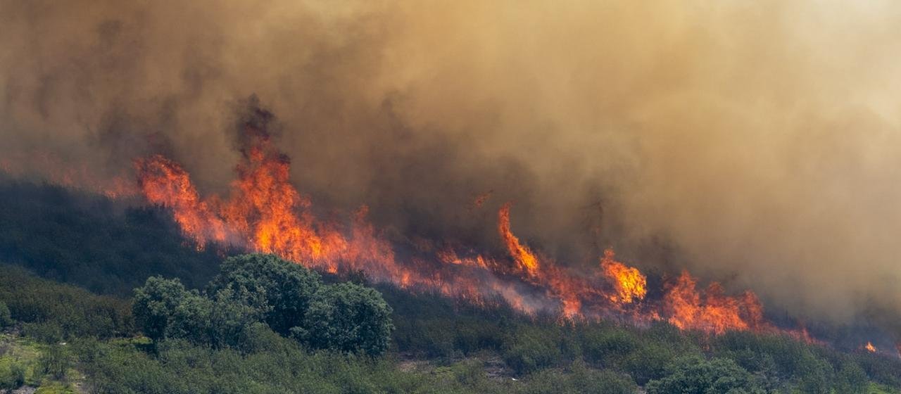 Flammen schlagen aus Bäumen und Büschen.